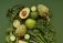 Manduca